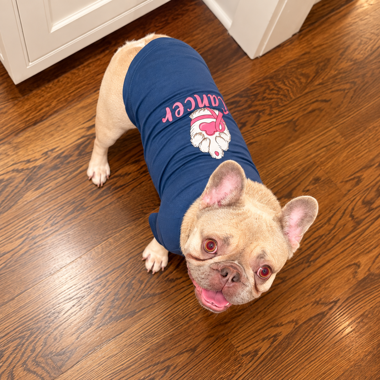 A fawn French Bulldog standing on a brown wooden floor wearing a navy blue t-shirt with a pink and white graphic that reads 'Cancer'.