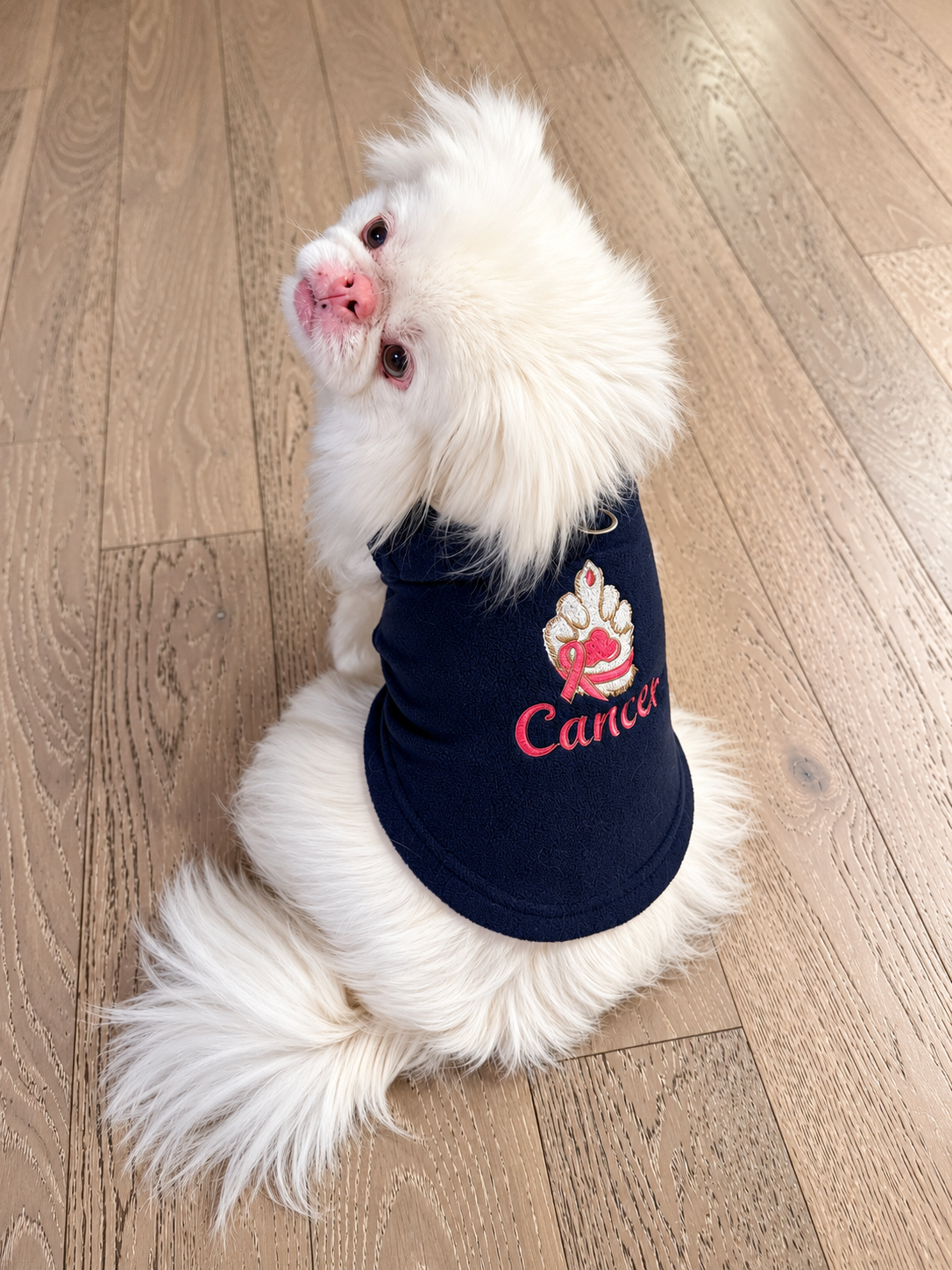 A small fluffy white dog sitting on a light wood floor, wearing a navy blue pet shirt with a pink and white graphic and the word 'Cancer'.