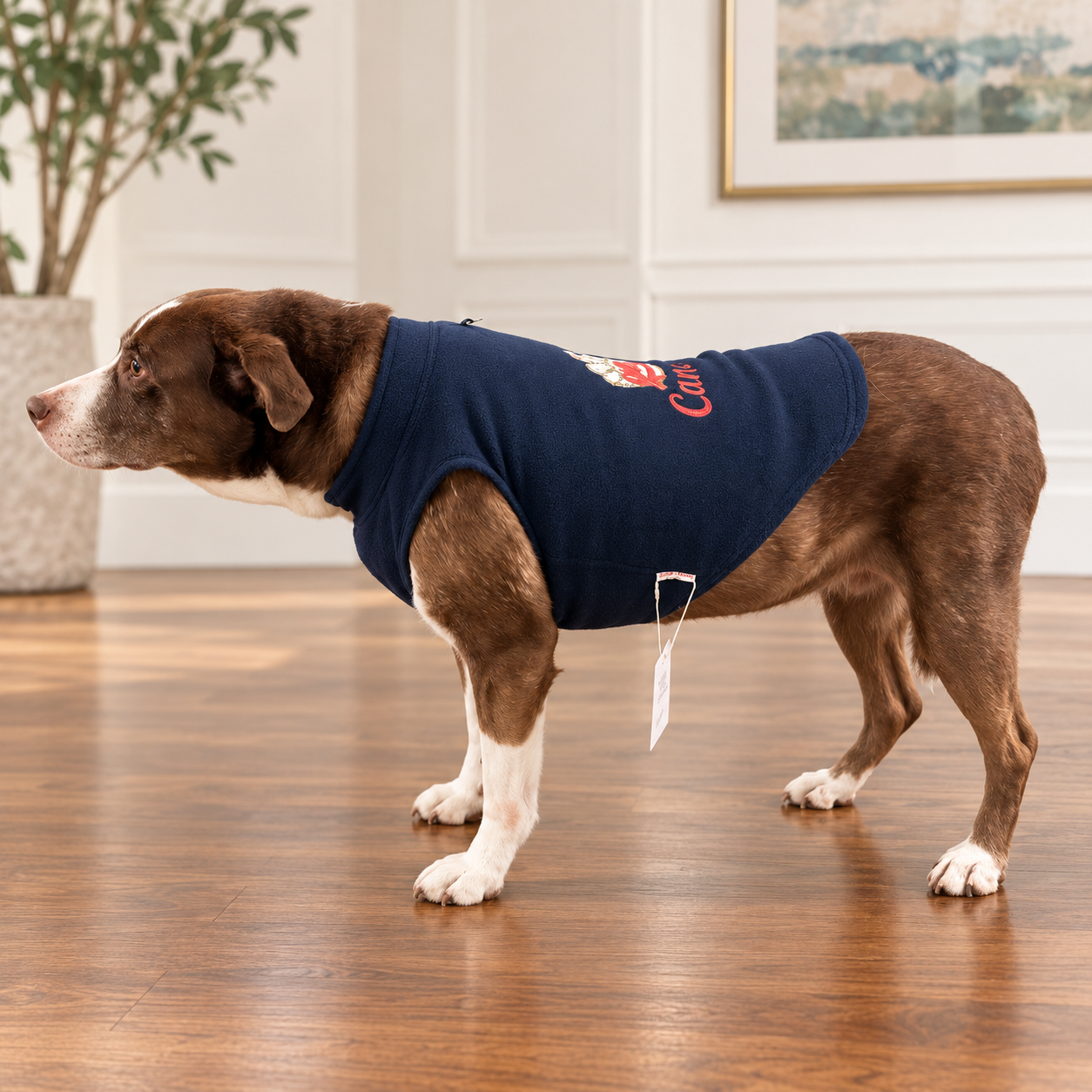 A brown and white dog wearing a navy blue knit pet sweater with a red and white graphic on the back, standing on a polished wooden floor in a bright room.