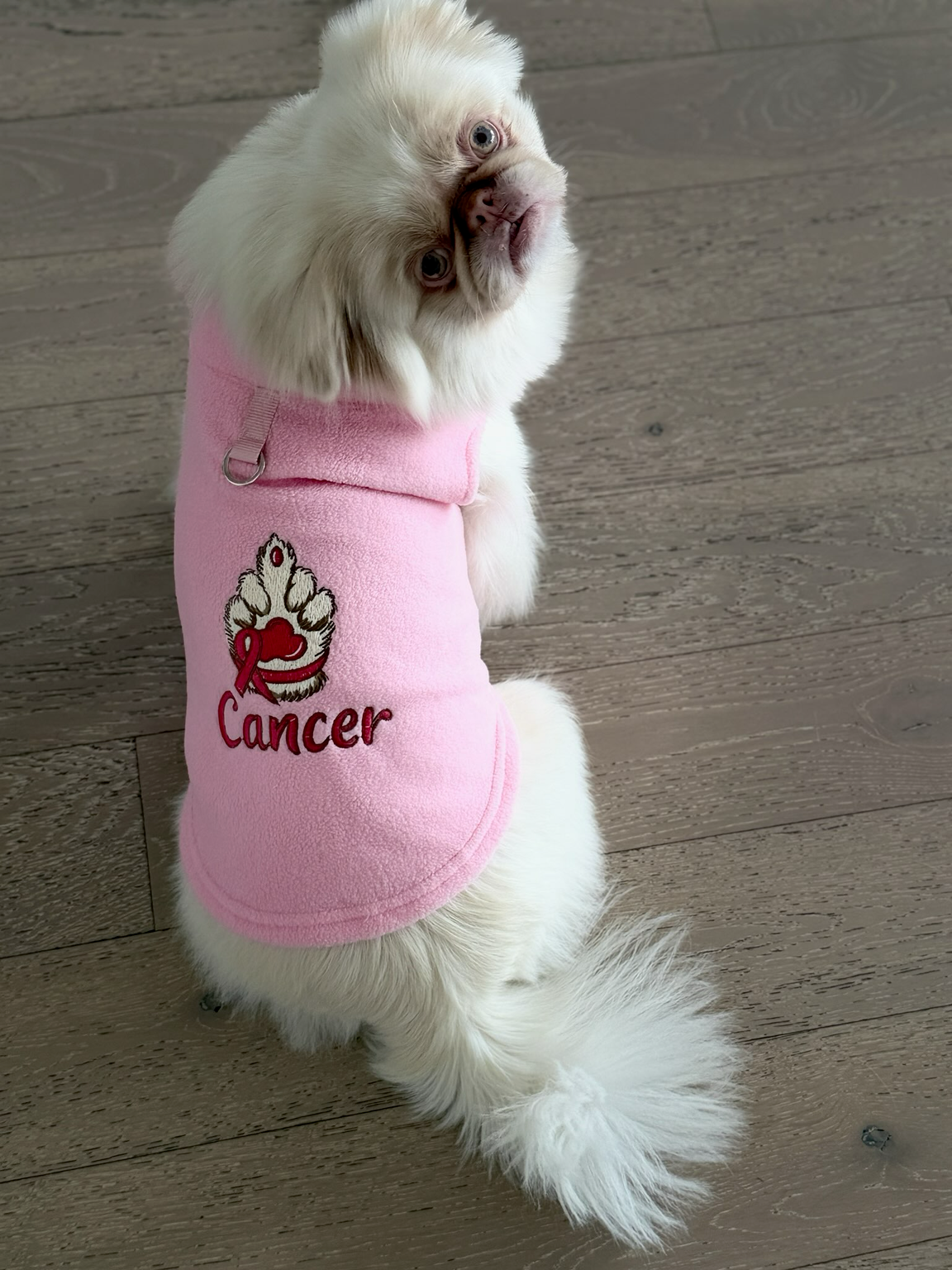 A  white Pekinese dog  wearing a soft pink fleece pet shirt with a pink ribbon and the word 'Cancer' on the front, sitting on a light wood floor in an indoor setting.